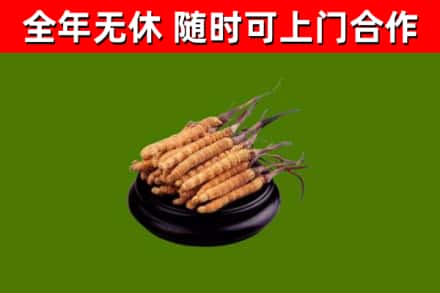 关岭县烟酒回收冬虫夏草.jpg